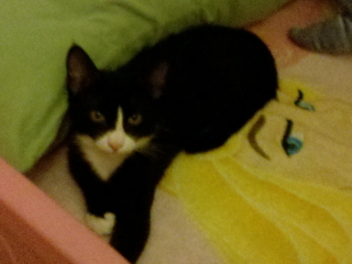 Paws Paws