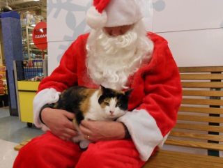 Santa and cat Santa and cat