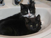 Tuxie & Brownie Tuxie & Brownie