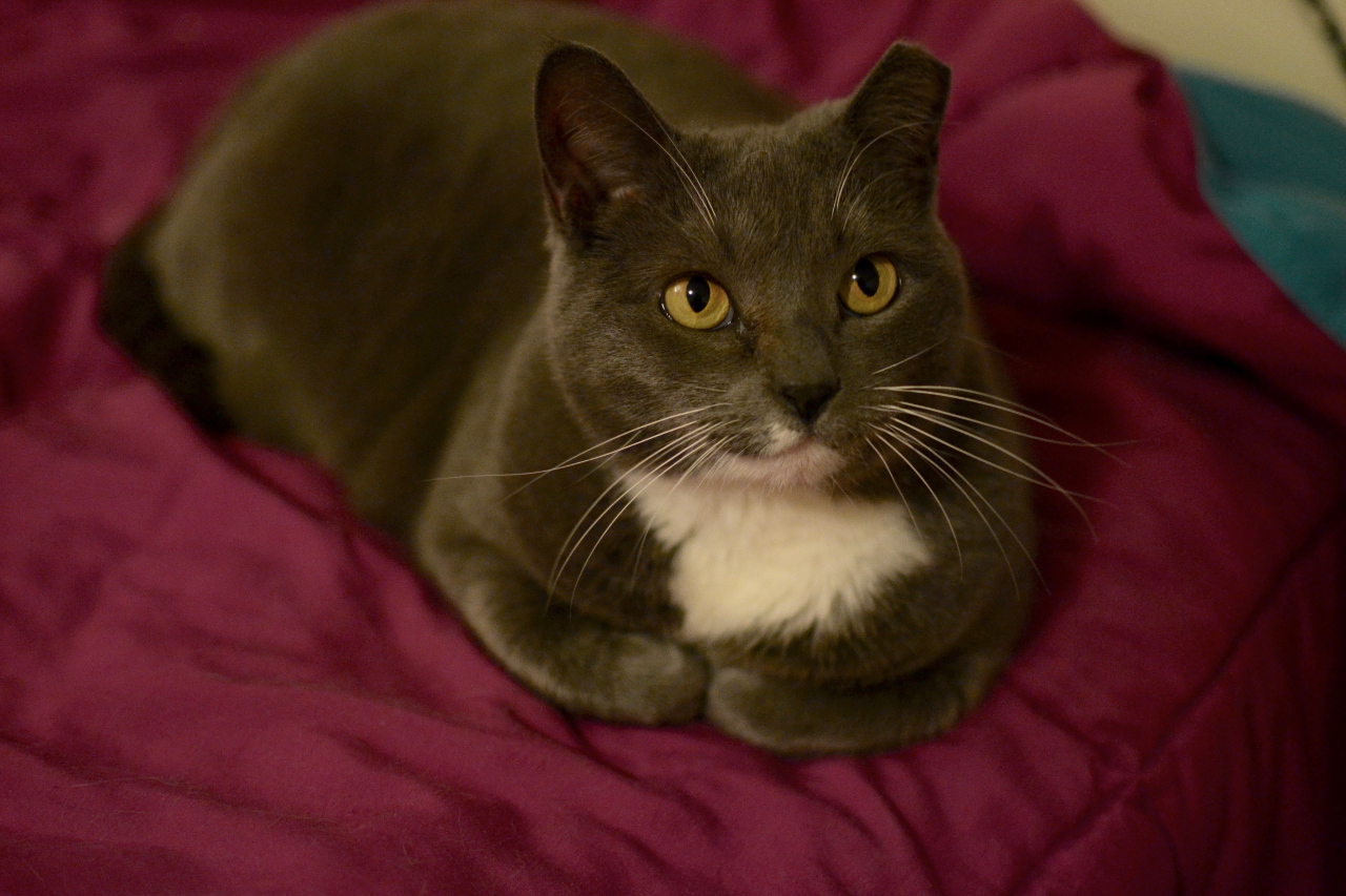 Bella Bella
