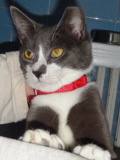 Bib