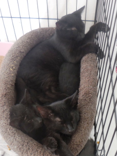 Binky, Dinky, and Misha Binky, Dinky, and Misha