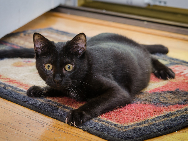 Blackie Blackie