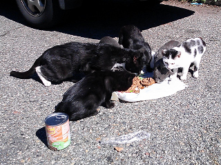 Cat Colony Cat Colony