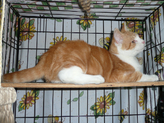Ceasar