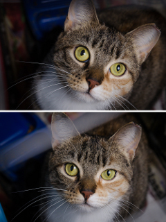 Katie Cat Katie Cat