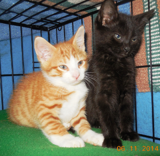 Pumpkin and Nero Pumpkin and Nero