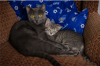 Remy and Shadow Remy and Shadow