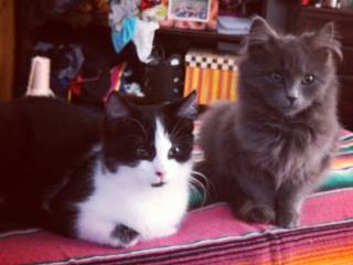 Tuxi and Guinevere Tuxi and Guinevere