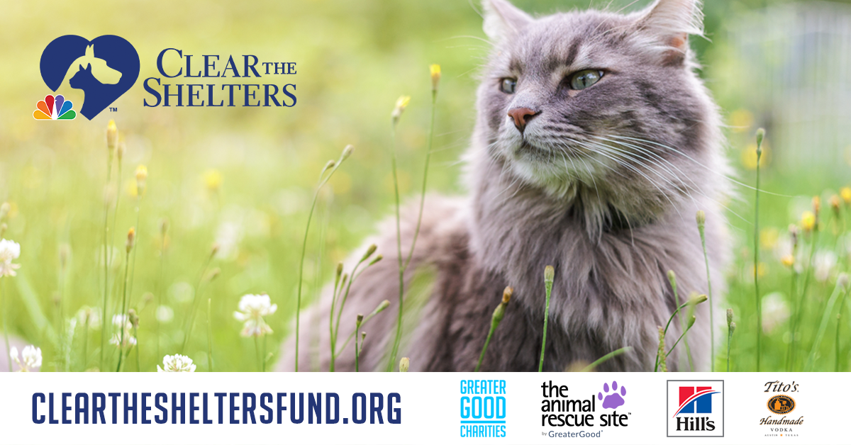 Clear The Shelters 2021