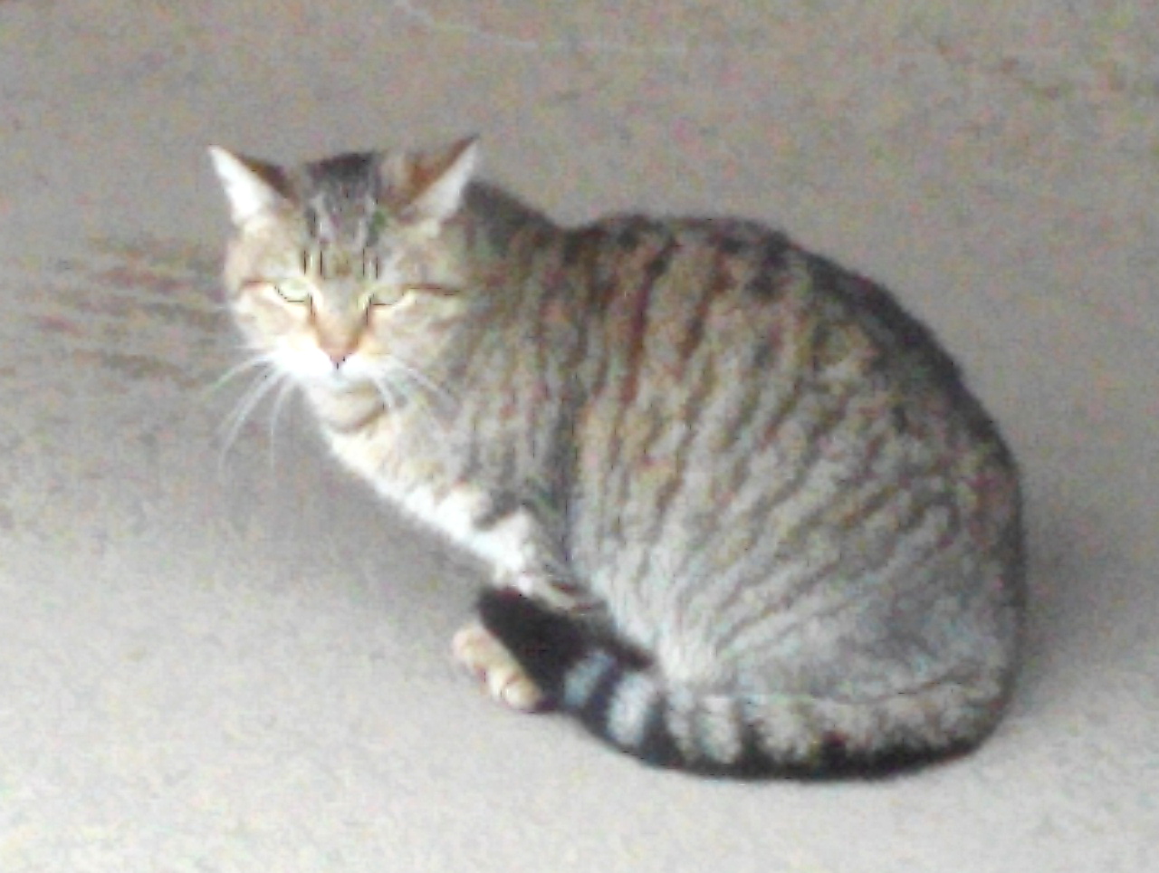 Friendly Cat Found in Piscataway Friendly Cat Found in Piscataway