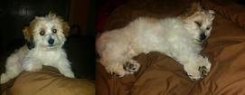 Mylo Mylo